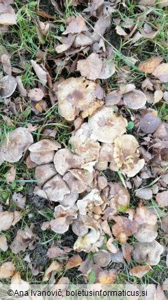 Tricholoma scalpturatum