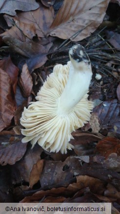 Tricholoma portentosum