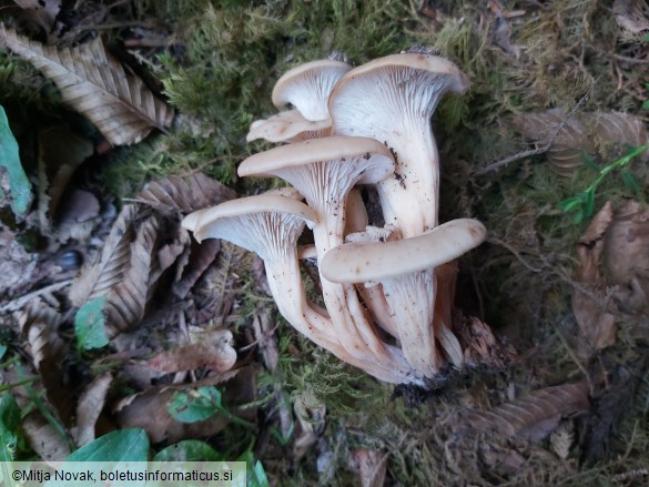 Lentinellus inolens