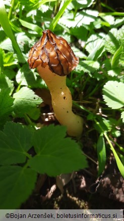 Morchella semilibera