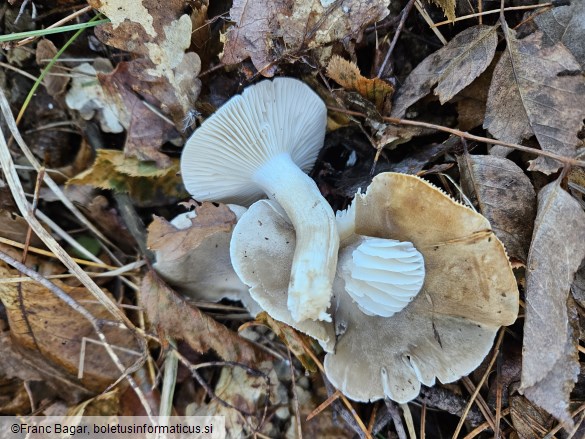 Hygrophorus agathosmus