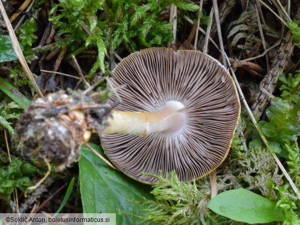 Agaricus semotus