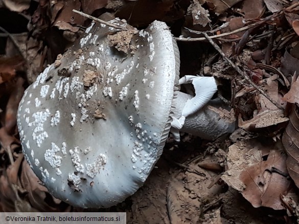 Amanita excelsa var. spissa