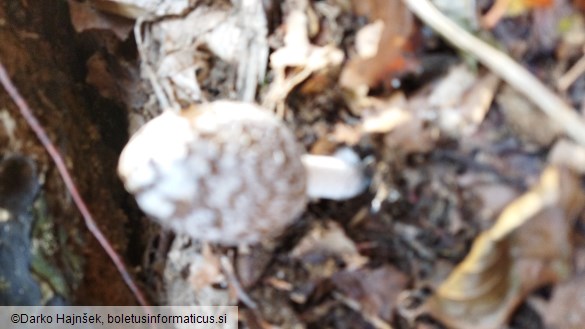 Coprinopsis picacea