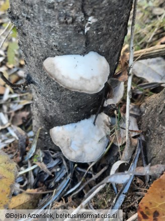 Trametes suaveolens
