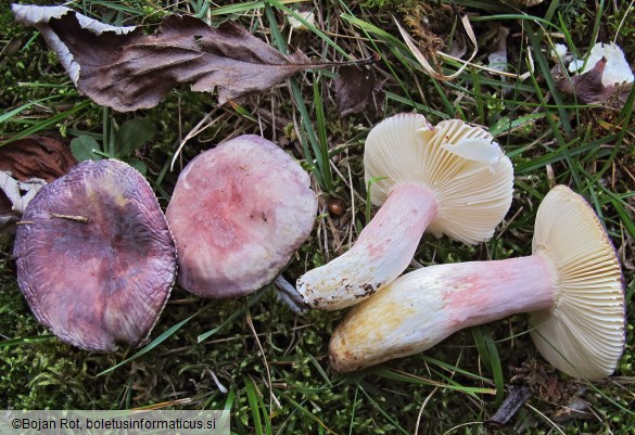 Russula amoena