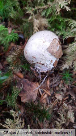 Clathrus archeri