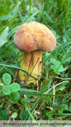 Suillellus luridus