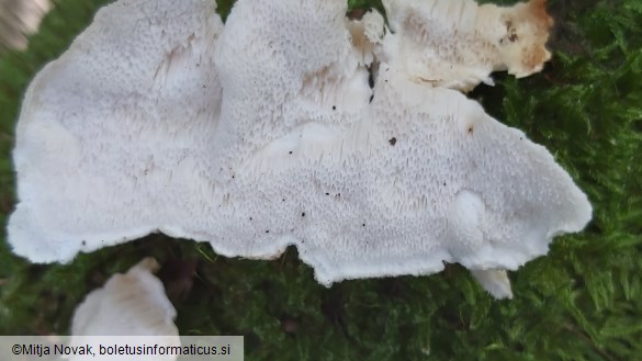 Fuscopostia leucomallella