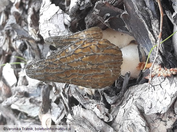 Morchella importuna