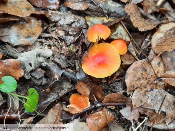 Hygrocybe