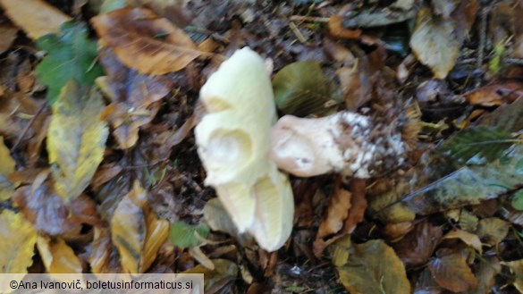 Boletus reticulatus