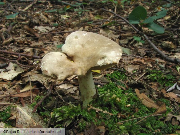 Lactarius acris