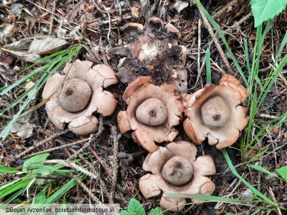 Geastrum triplex