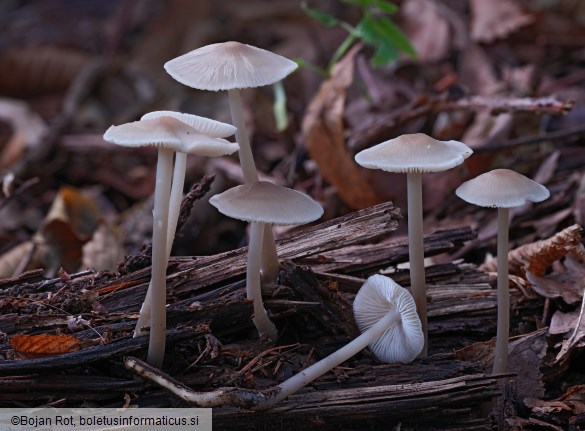 Mycena galericulata