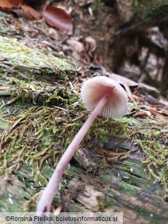 Mycena haematopus