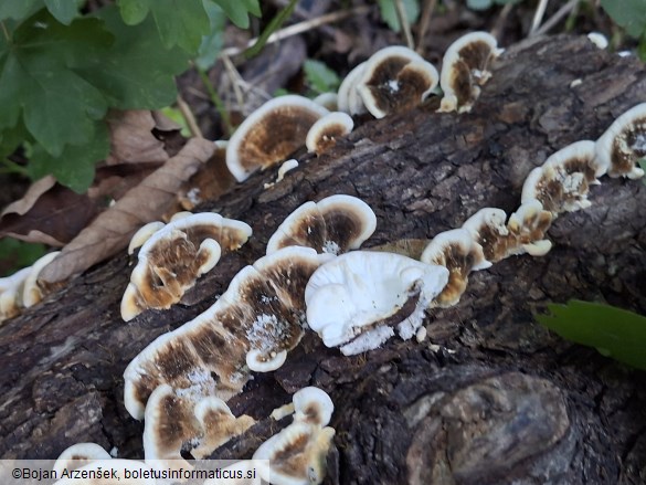 Trametes versicolor