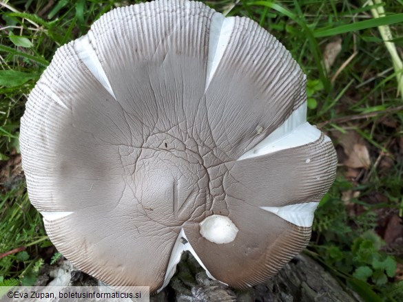 Amanita amplivelata