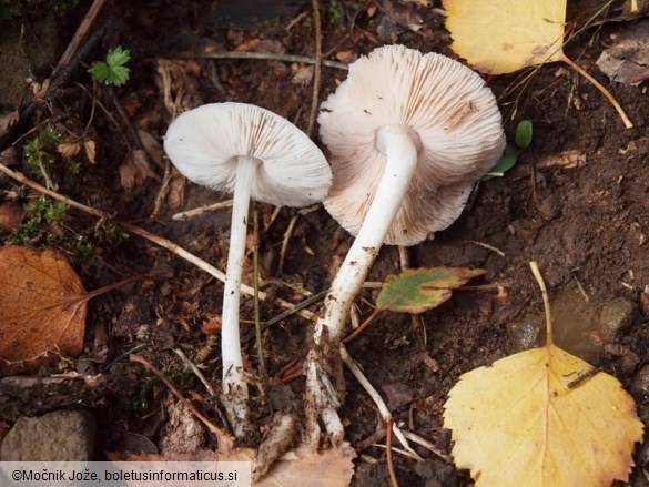 Pluteus hiatulus