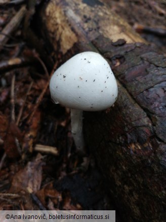 Amanita virosa