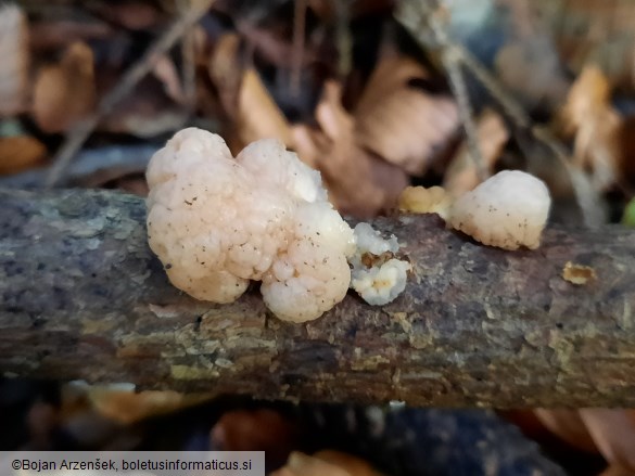 Naematelia encephala