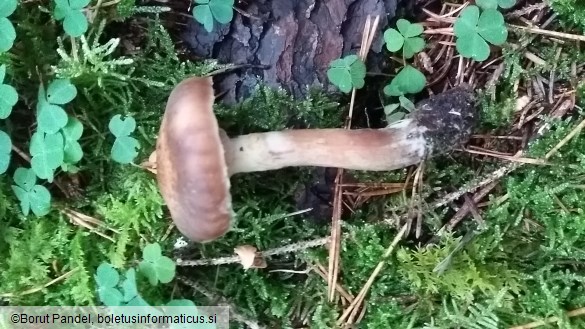 Armillaria ostoyae