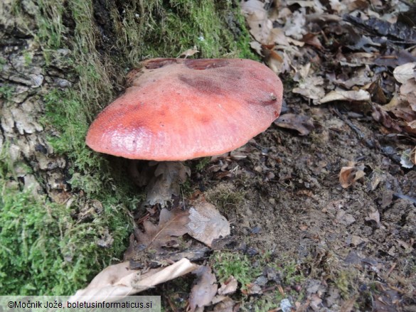 Fistulina hepatica