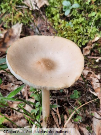 Melanoleuca