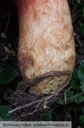 Xerocomus silwoodensis