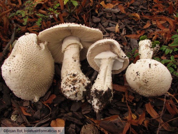 Amanita echinocephala
