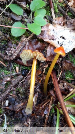 Hygrocybe conica