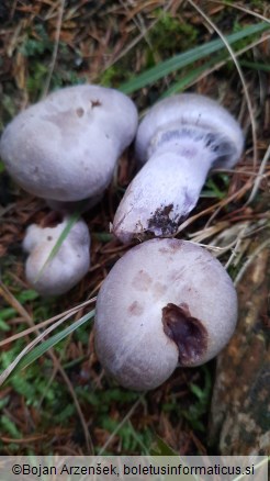 Cortinarius camphoratus