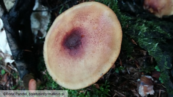 Tricholomopsis rutilans