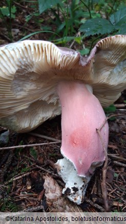 Russula olivacea