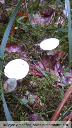 Amanita citrina