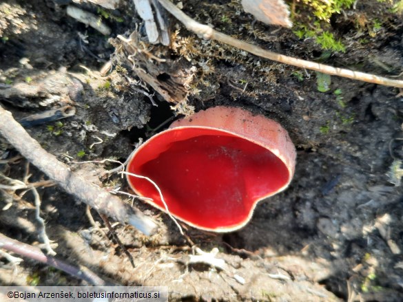 Sarcoscypha austriaca