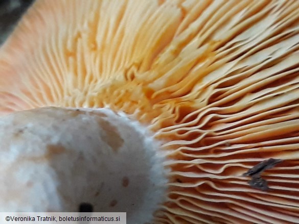 Lactarius deliciosus