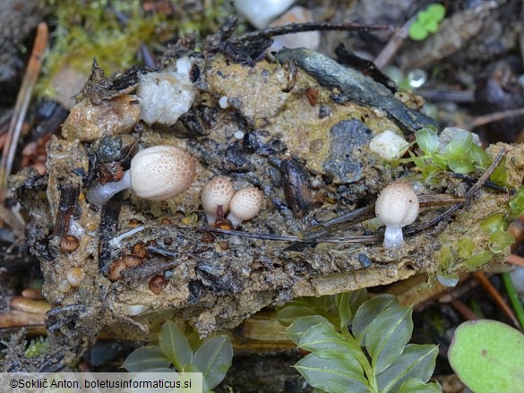 Narcissea cardiaspora