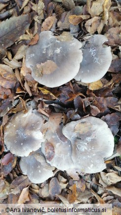 Clitocybe nebularis