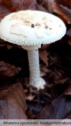 Amanita citrina