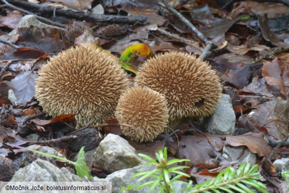 Lycoperdon echinatum