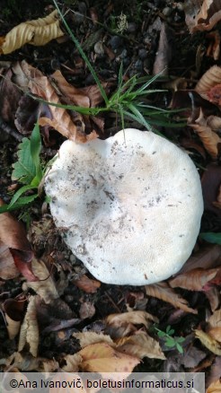 Lactarius vellereus