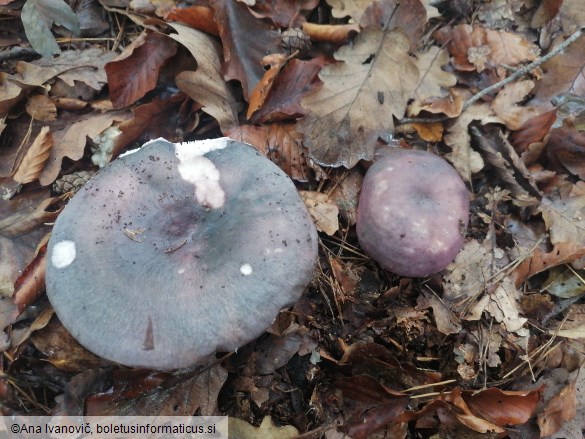 Russula cyanoxantha