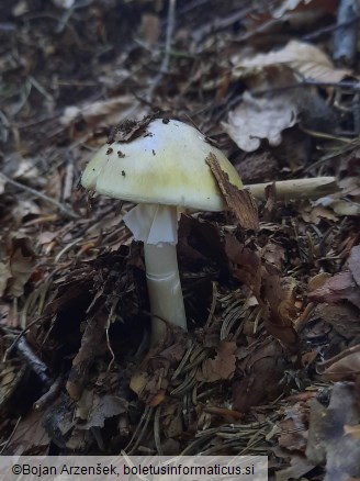 Amanita phalloides