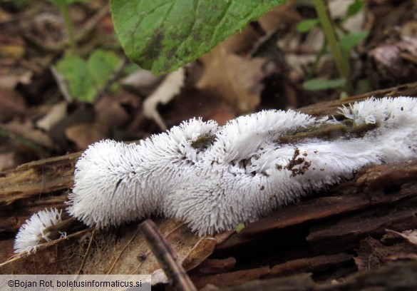 Ceratiomyxa fruticulosa