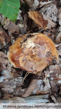 Russula foetens