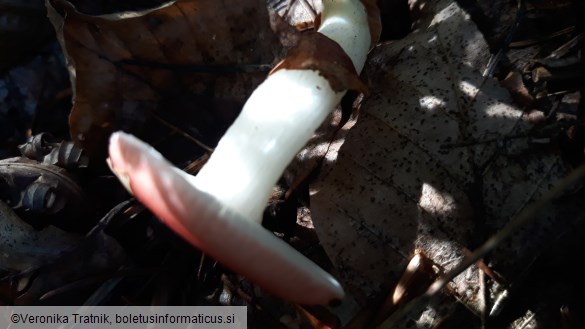 Russula emetica