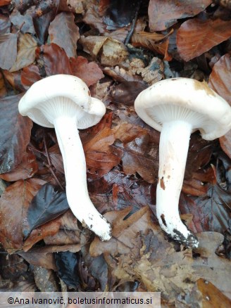 Hygrophorus poetarum