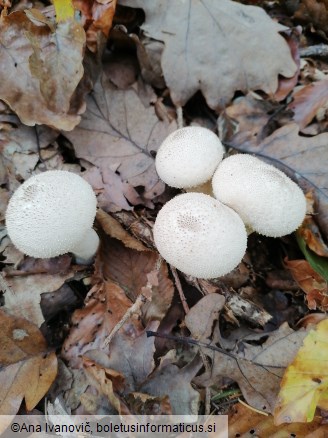 Lycoperdon perlatum