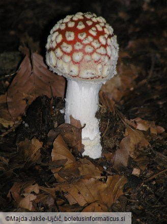 Amanita muscaria